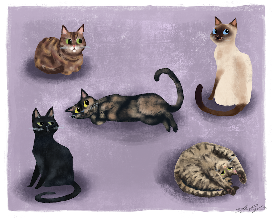 Platt Family Cats